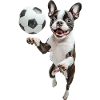 Boston Terrier