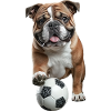 Bulldogge
