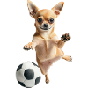 Chihuahua