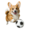 Corgi