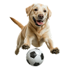 Labrador Retriever