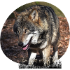 Der Wolf