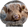 Highland beef