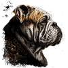 Art du bouledogue anglais