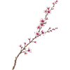 Cherry blossom
