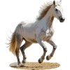 Camargue horse