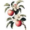 Apfel