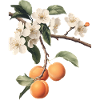 Aprikose