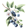 Blaubeeren