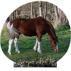 Horses Love