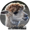 Alpaca Love