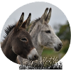 Donkey Love