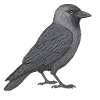 Chew Crow Jackdaw
