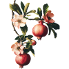 Granatapfel