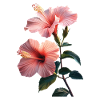 Hibiskus
