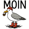 Möwe Moin