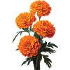 Ringelblume