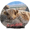Highland beef