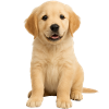 Chiot Golden Retriever