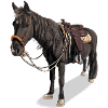 Cheval // Illustration