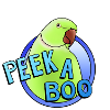 green collared parakeet "Peek-a-boo"