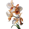 Orchidee