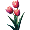 Tulpe
