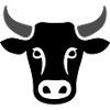 Cow Cattle Head