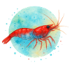 Rili shrimp