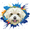 malteser,hund,illustration,bunt