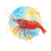 Cherry shrimp