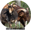 Goats