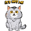 Le chaton gris, cute cat