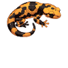 Salamanders Salamander