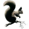 Squirrel on branch