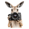 Känguru