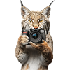 Lynx