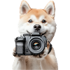Akita