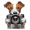 Basenji