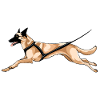 Malinois Canicross