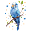 Budgie Stars