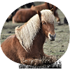 Iceland Horses