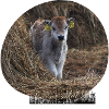 Highland Calf