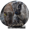 Highland Cattle Love