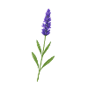 Lavender blossom – delicate natural art