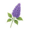 Lilac blossom – delicate spring splendour