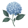 Hydrangea Magic – Blue Flower Ball