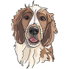 Welsh Springer Spaniel
