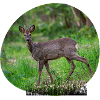 Roebuck