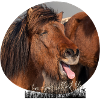 Fun-Shirt Pferd